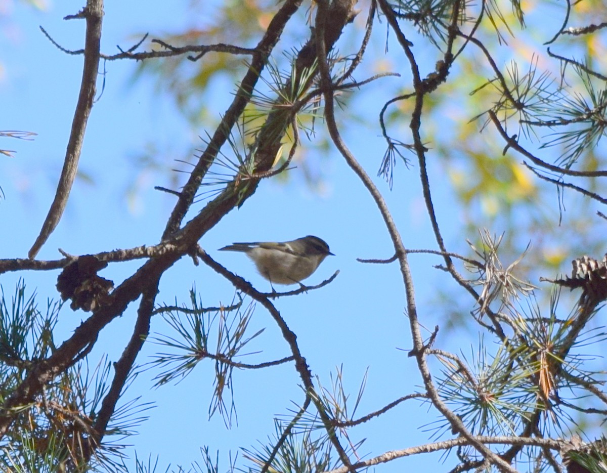 Yellow-rumped Warbler - ML644644383