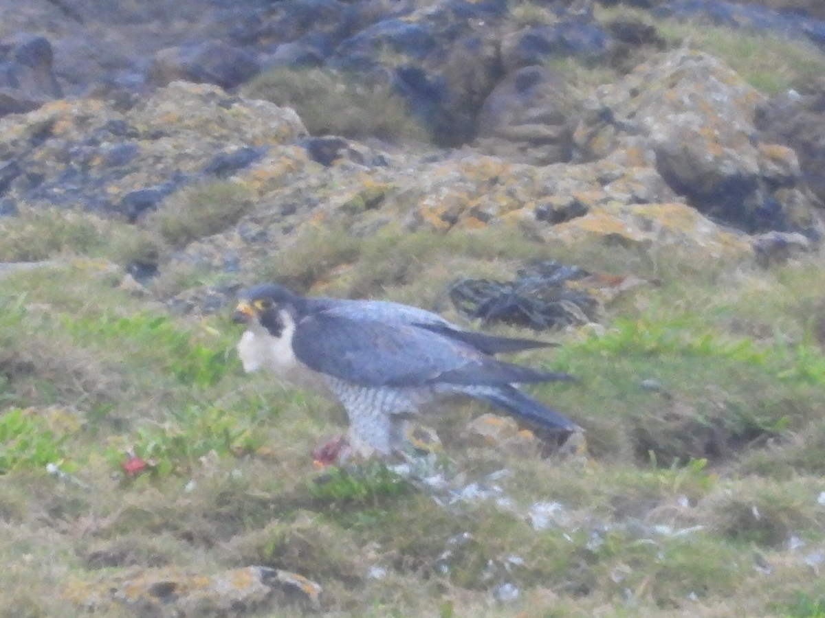 遊隼 - ML644644386