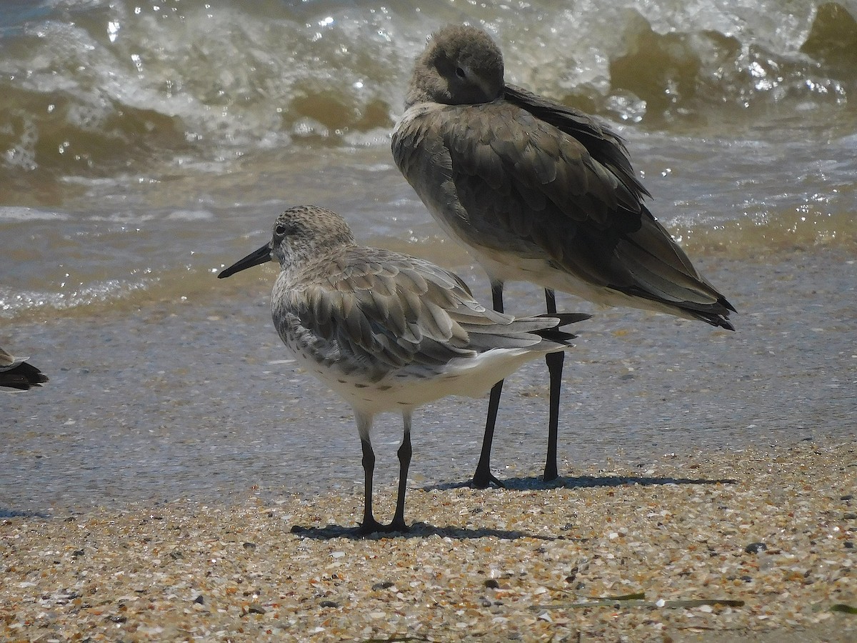 Great Knot - ML644644387