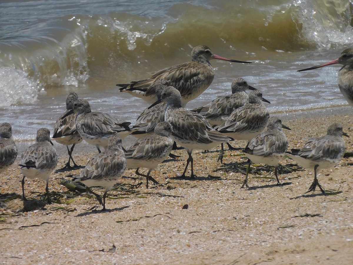 Great Knot - ML644644388