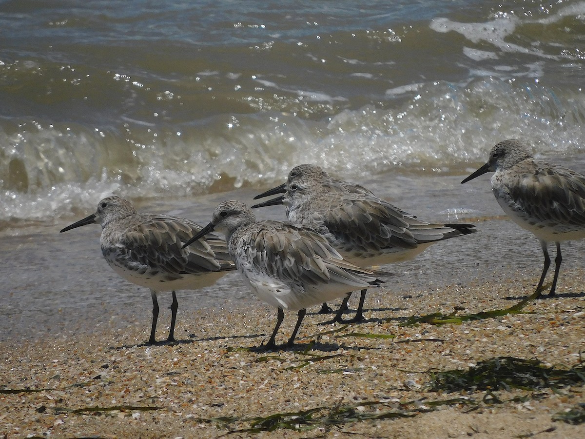 Great Knot - ML644644389