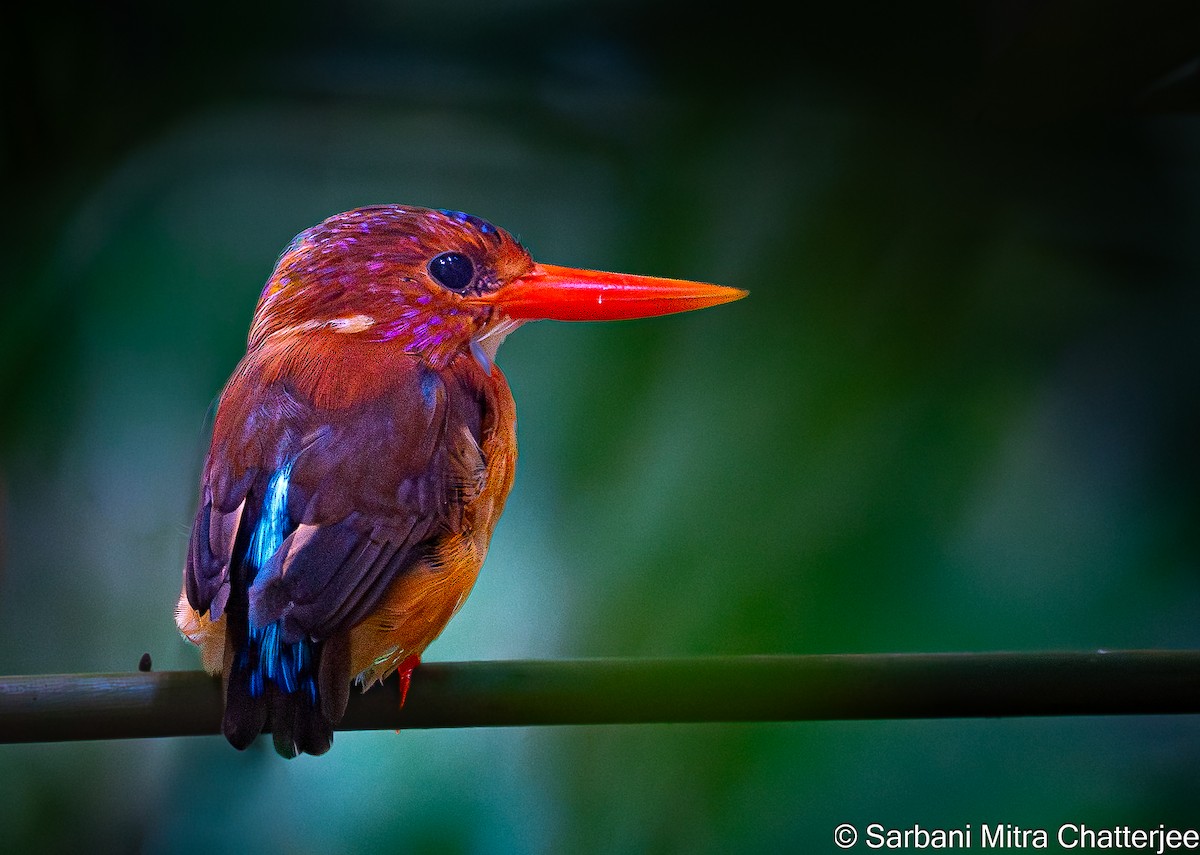 Sulawesi Dwarf-Kingfisher - ML644644390