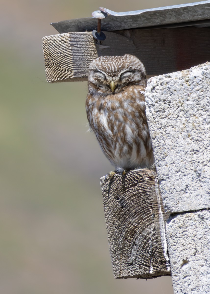 כוס החורבות (צפוני) - ML644644391