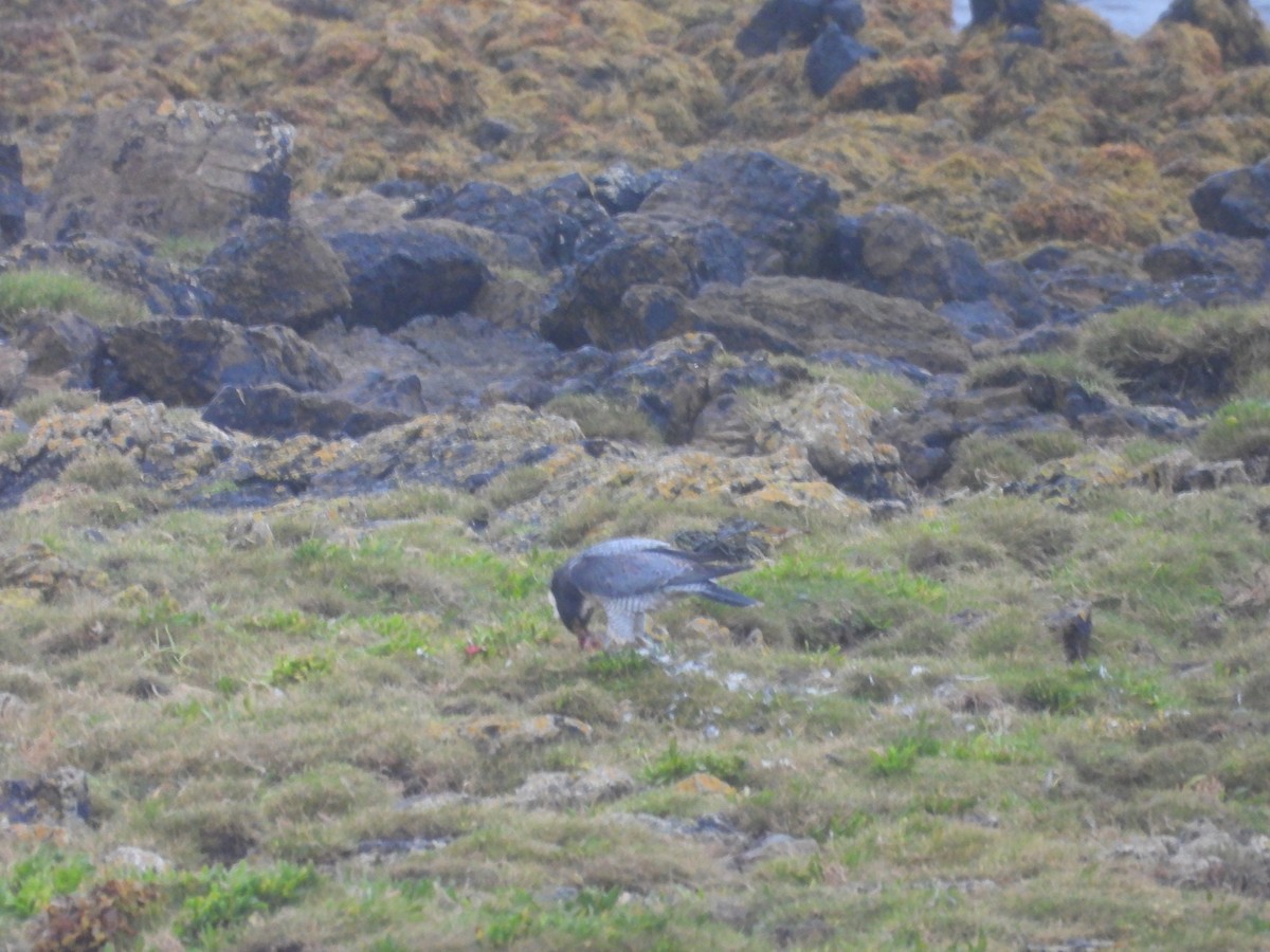 Peregrine Falcon - ML644644396