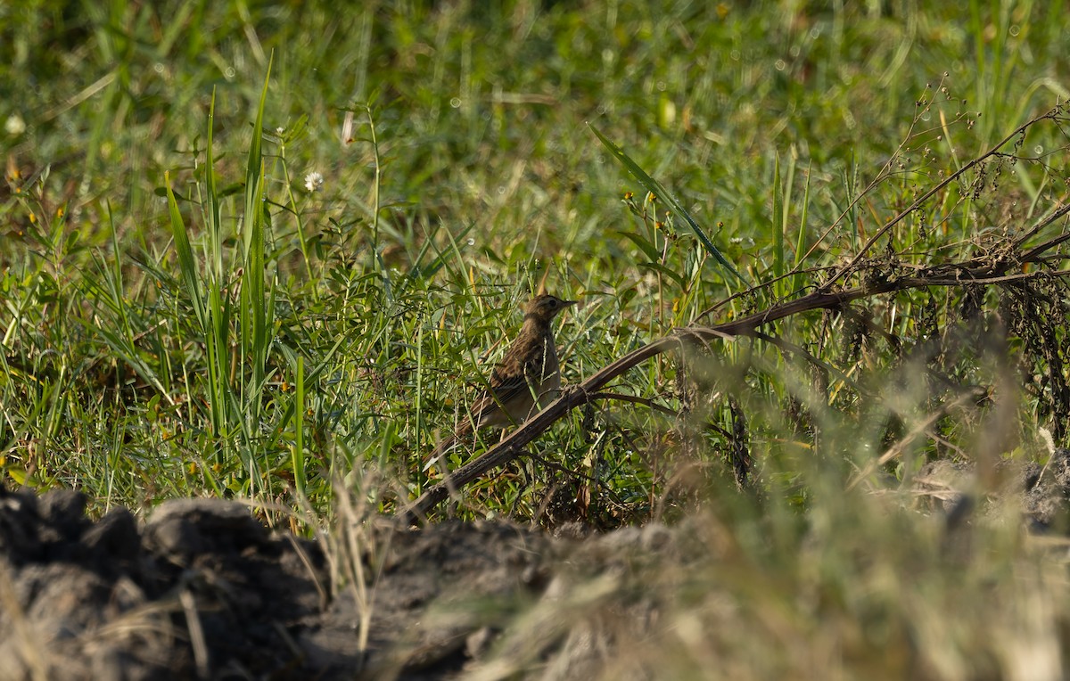 Степной конёк - ML644644398