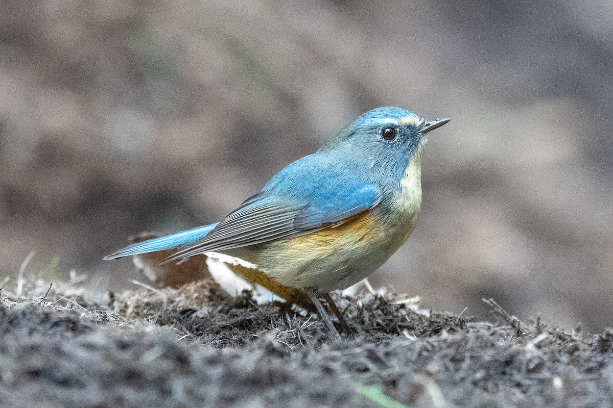 Red-flanked Bluetail - ML644644400