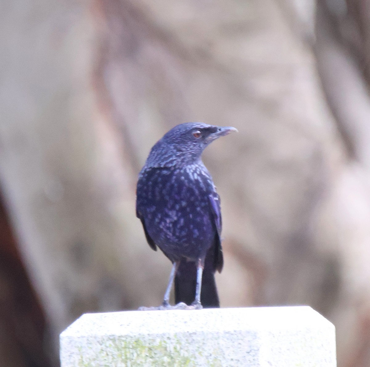 Blue Whistling-Thrush - ML644644401
