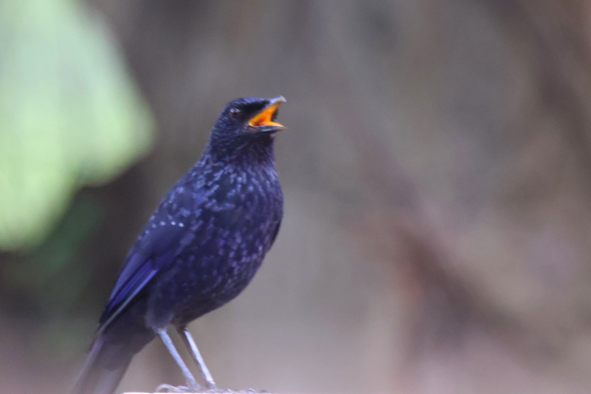 Blue Whistling-Thrush - ML644644402