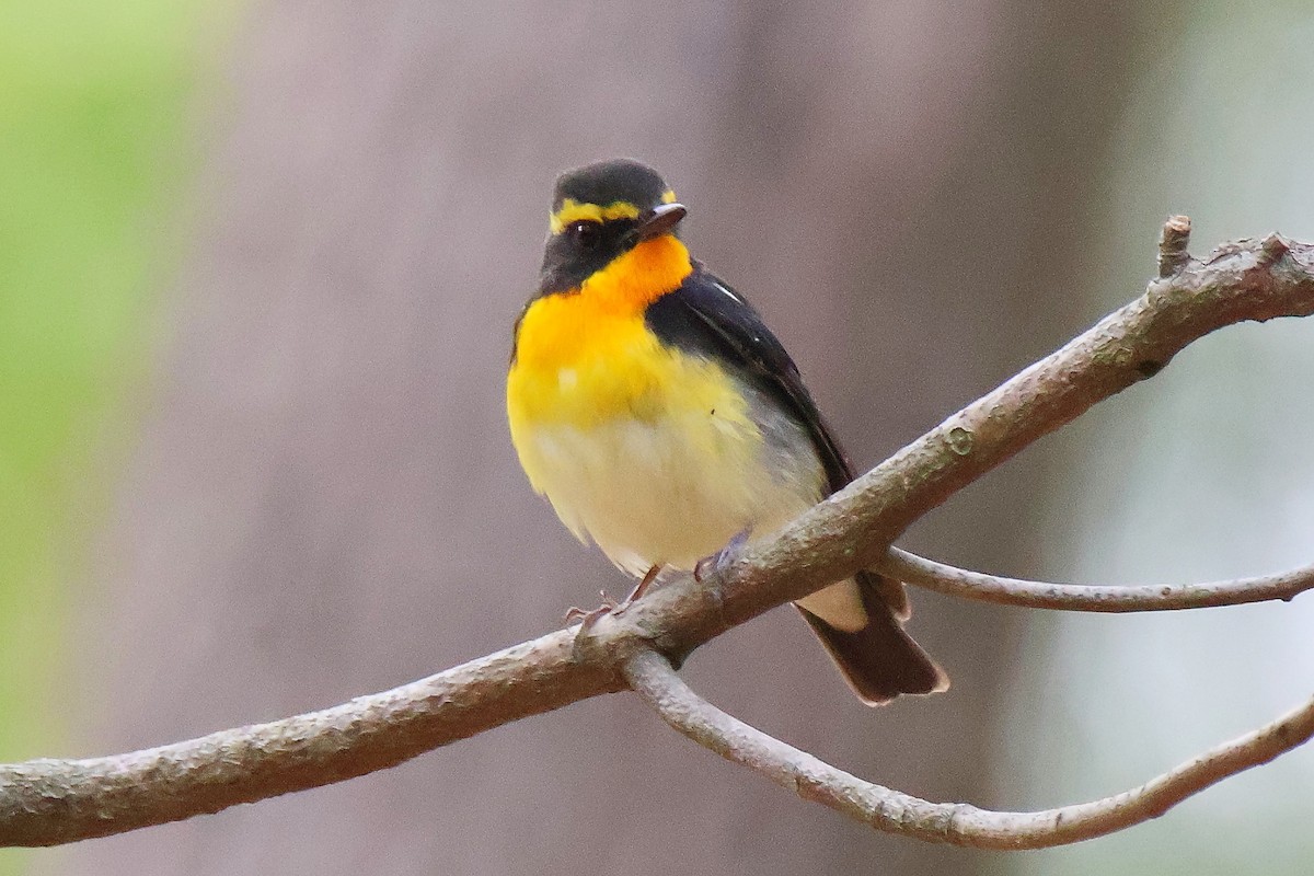 黃眉黃鶲 - ML644644406