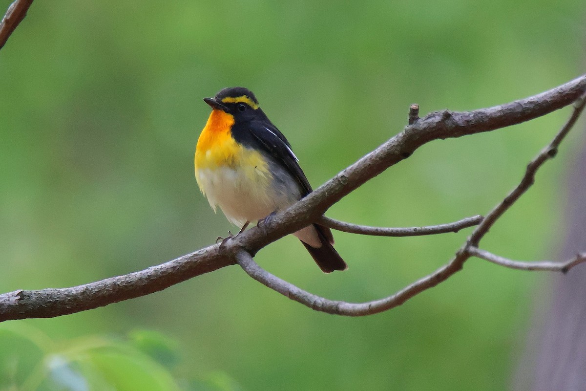 黃眉黃鶲 - ML644644407