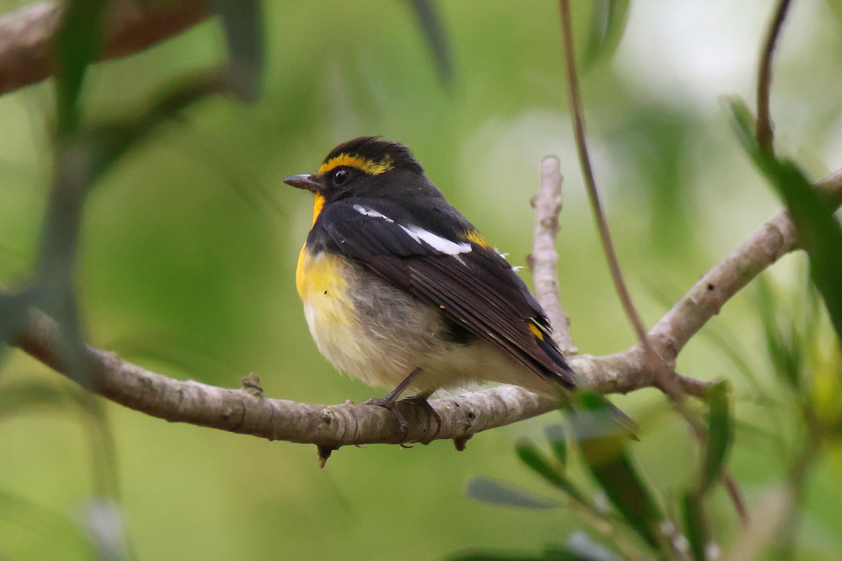 黃眉黃鶲 - ML644644408