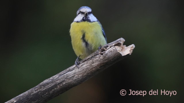 Eurasian Blue Tit - ML644644409