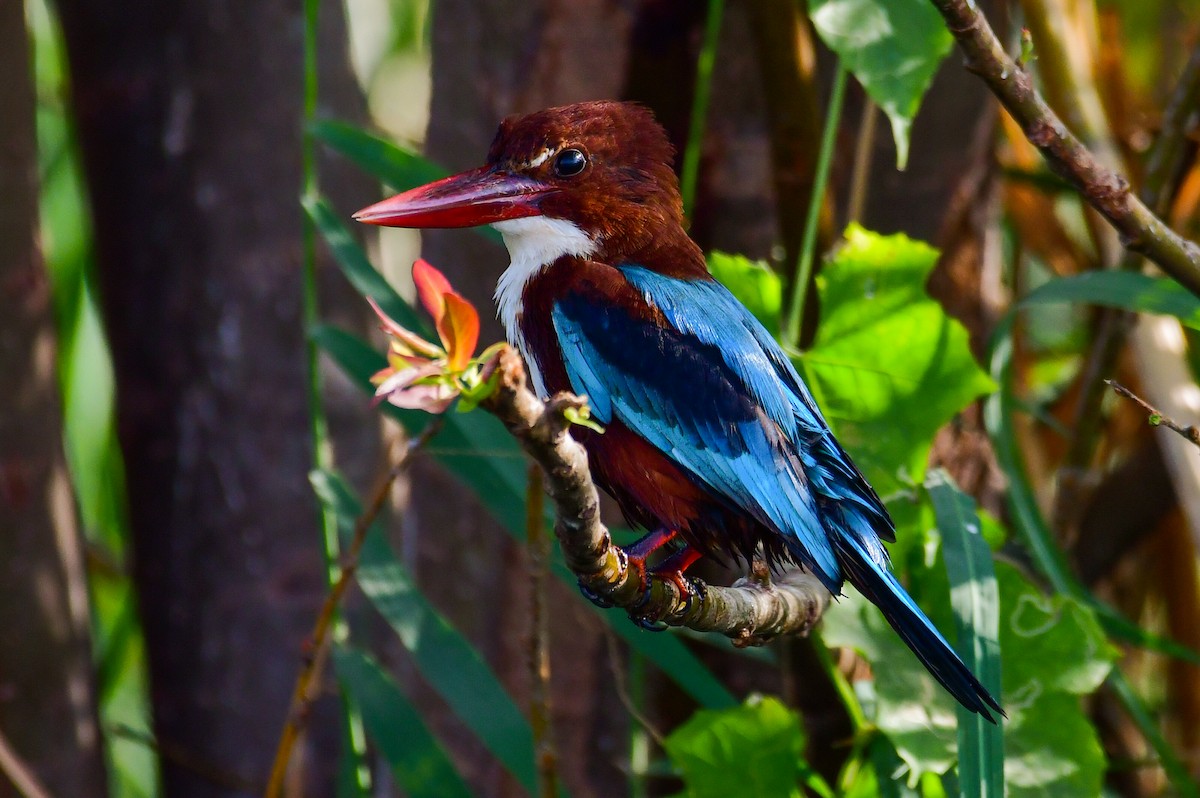 White-throated Kingfisher - ML644644414
