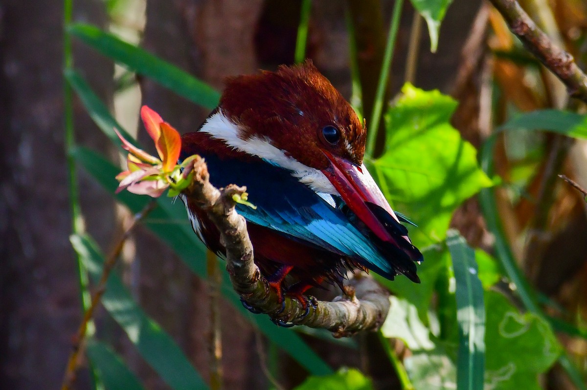 White-throated Kingfisher - ML644644415