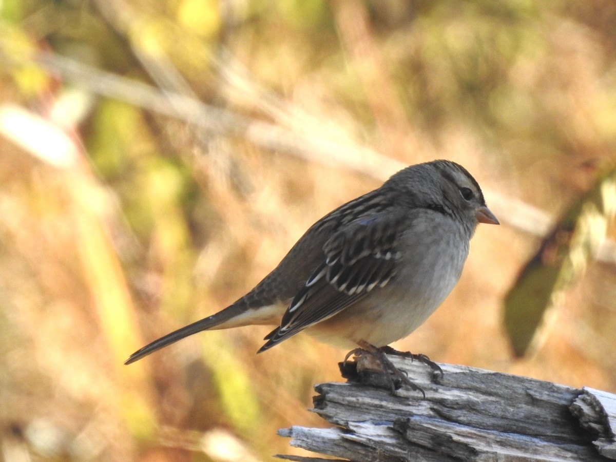 White-crowned Sparrow - ML644644421