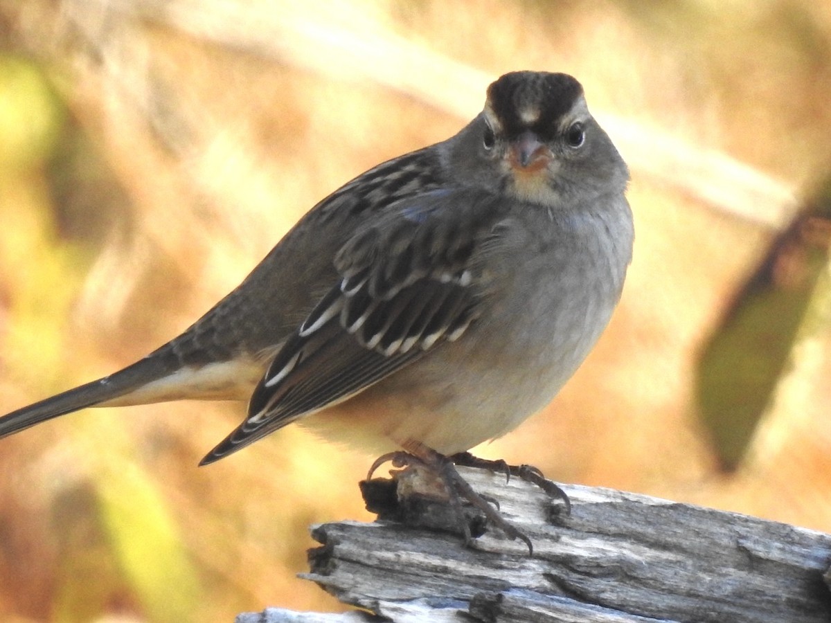 White-crowned Sparrow - ML644644422