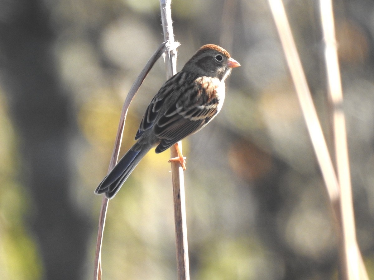 Field Sparrow - ML644644423