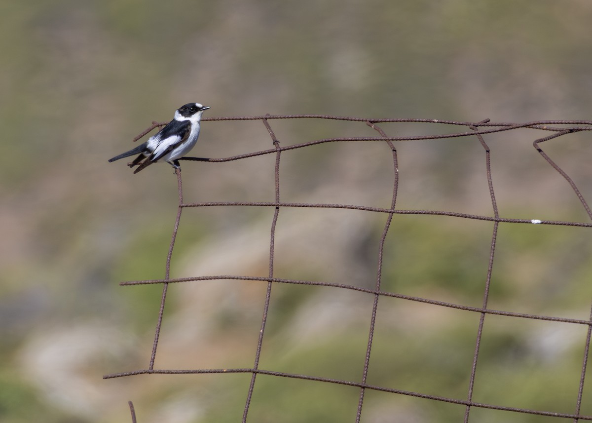 חטפית לבנת-עורף - ML644644425