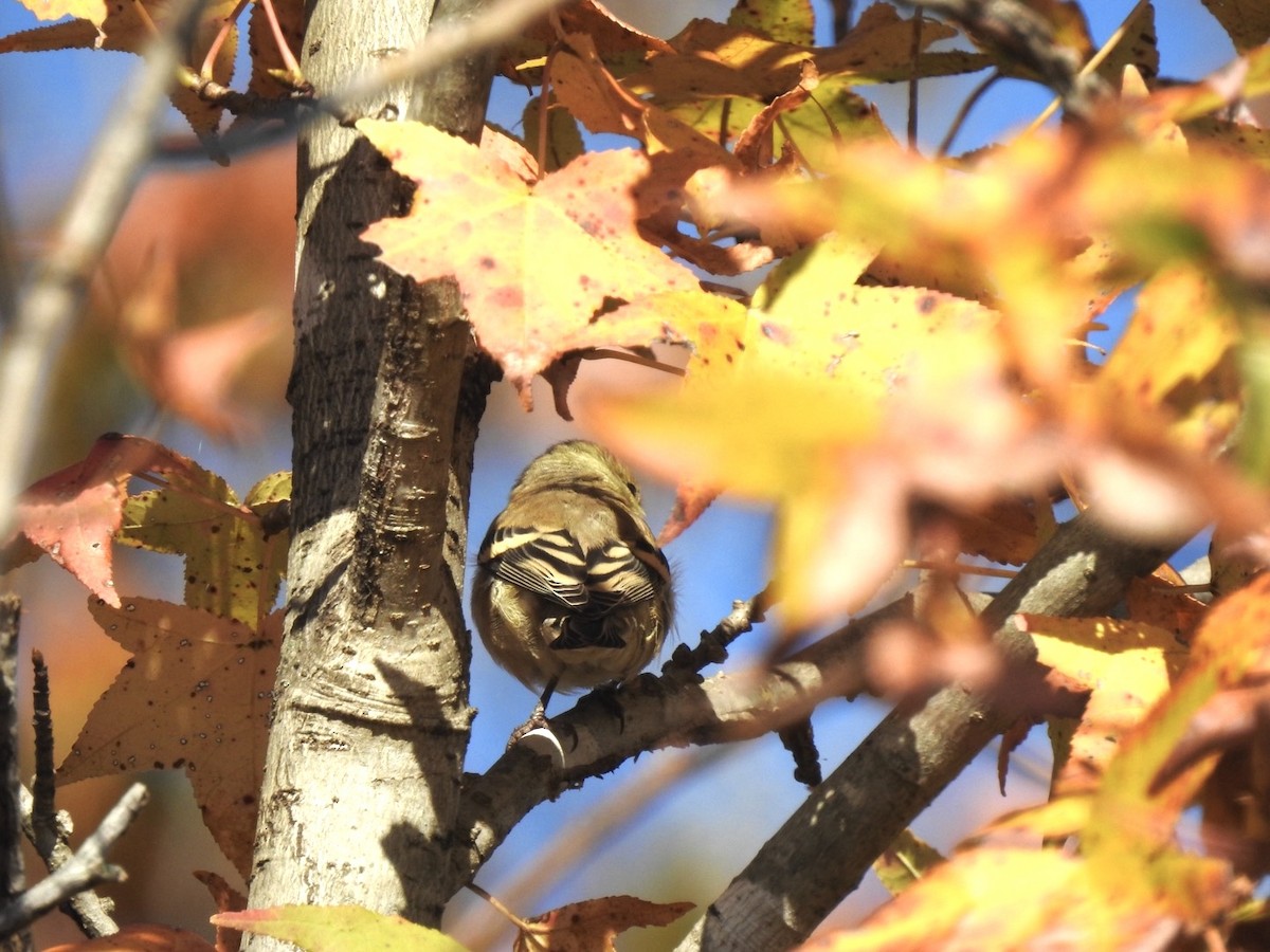 American Goldfinch - ML644644426