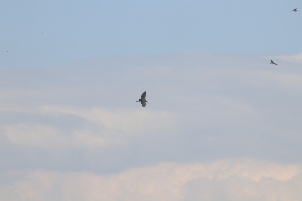 Marabou Stork - ML644644427