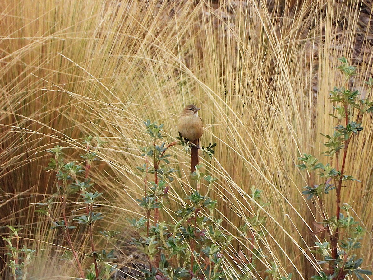 Rusty-fronted Canastero - ML644644428