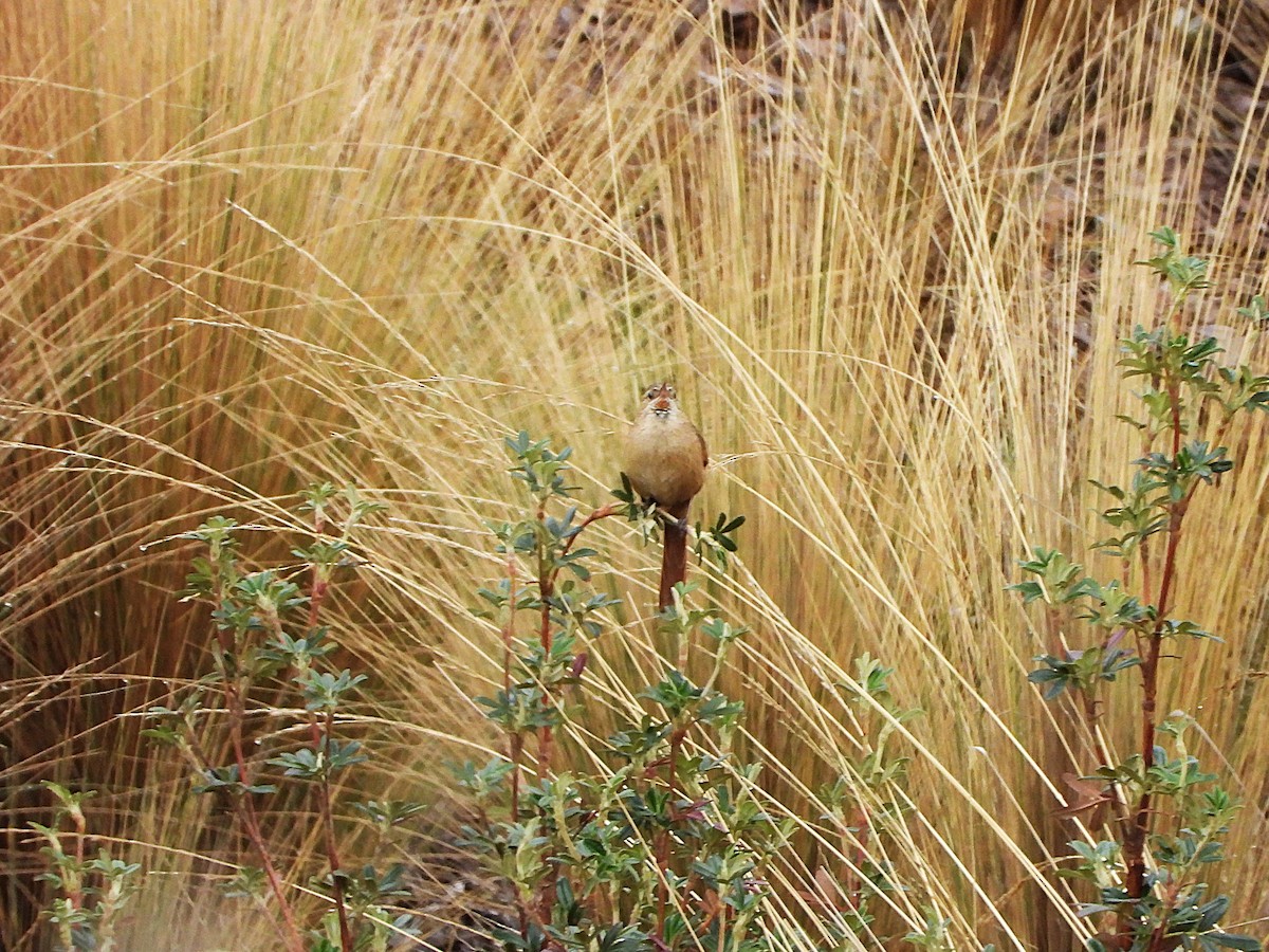 Rusty-fronted Canastero - ML644644429