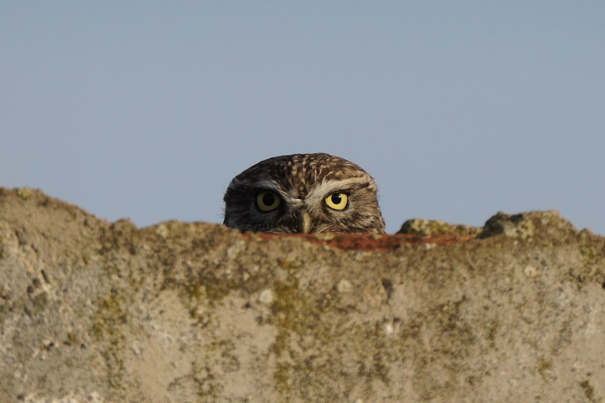Little Owl - ML644644430