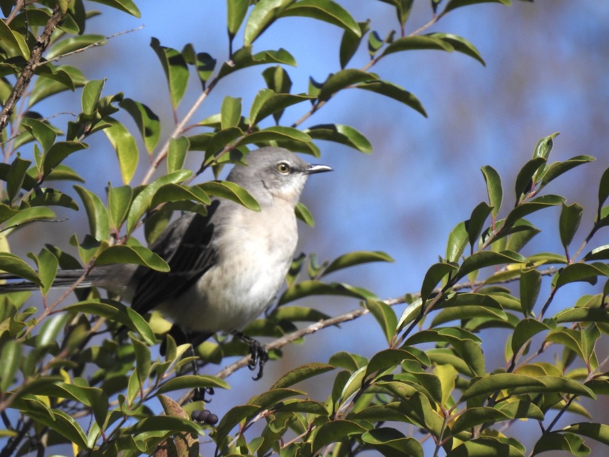 Northern Mockingbird - ML644644444
