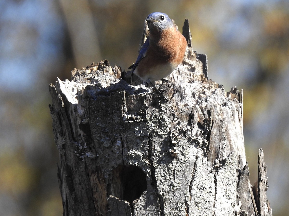 Eastern Bluebird - ML644644450