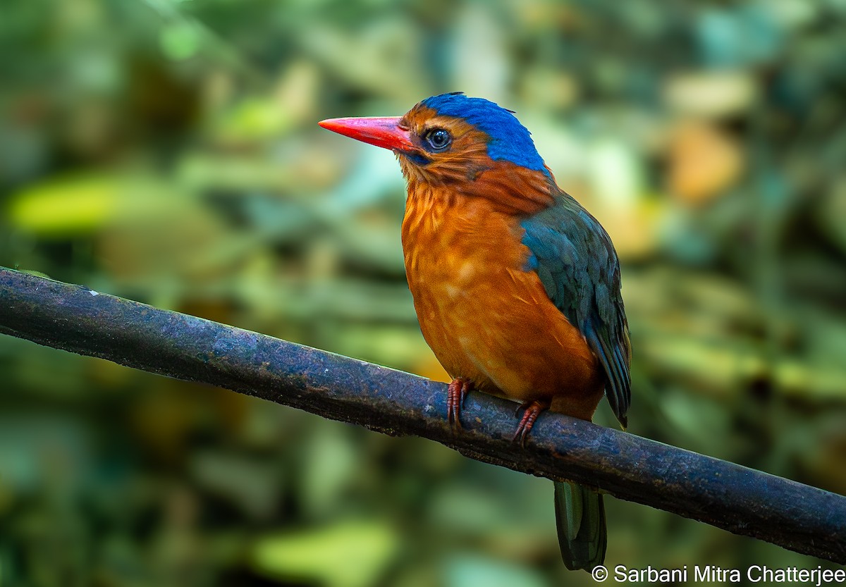 Green-backed Kingfisher (Blue-headed) - ML644644478