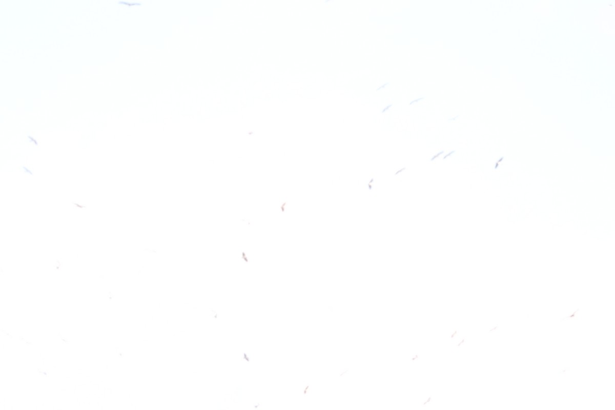 חסידן ורוד - ML644644484