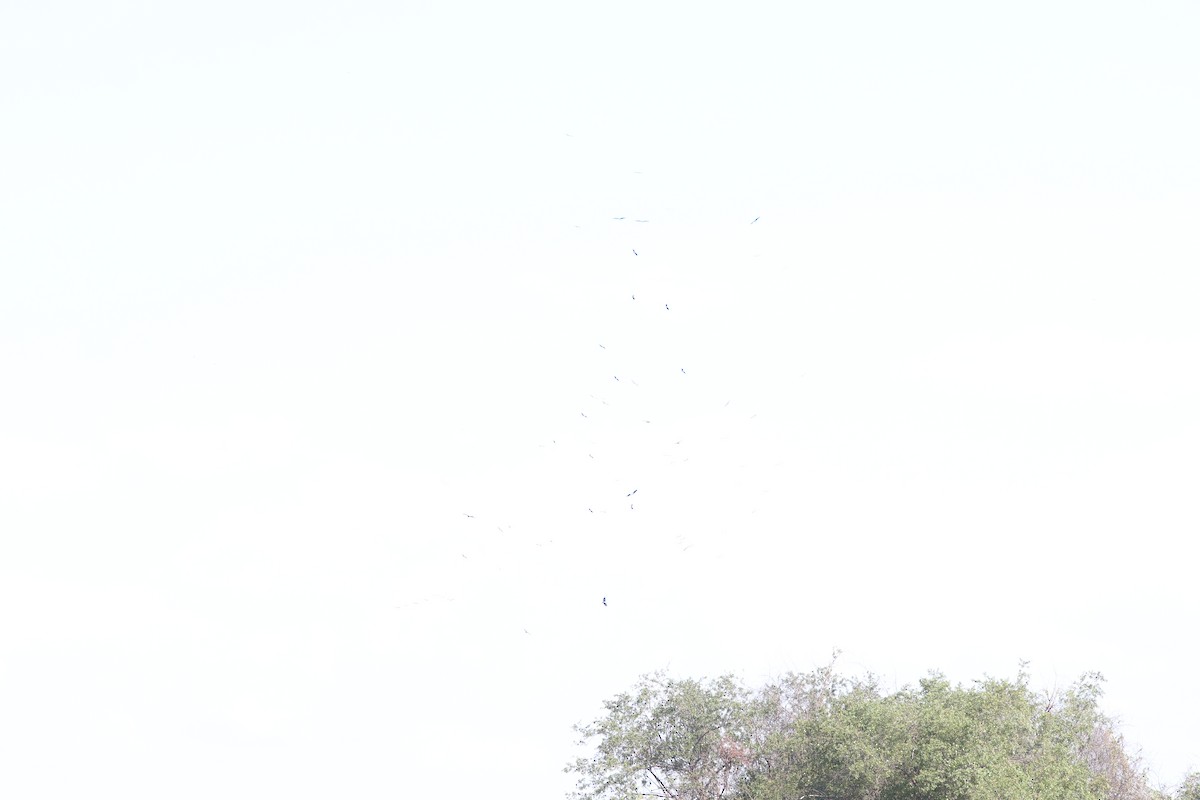 חסידן ורוד - ML644644485