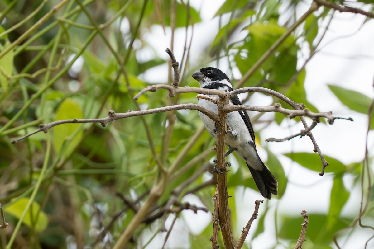 Чёрный просяночник - ML644644486