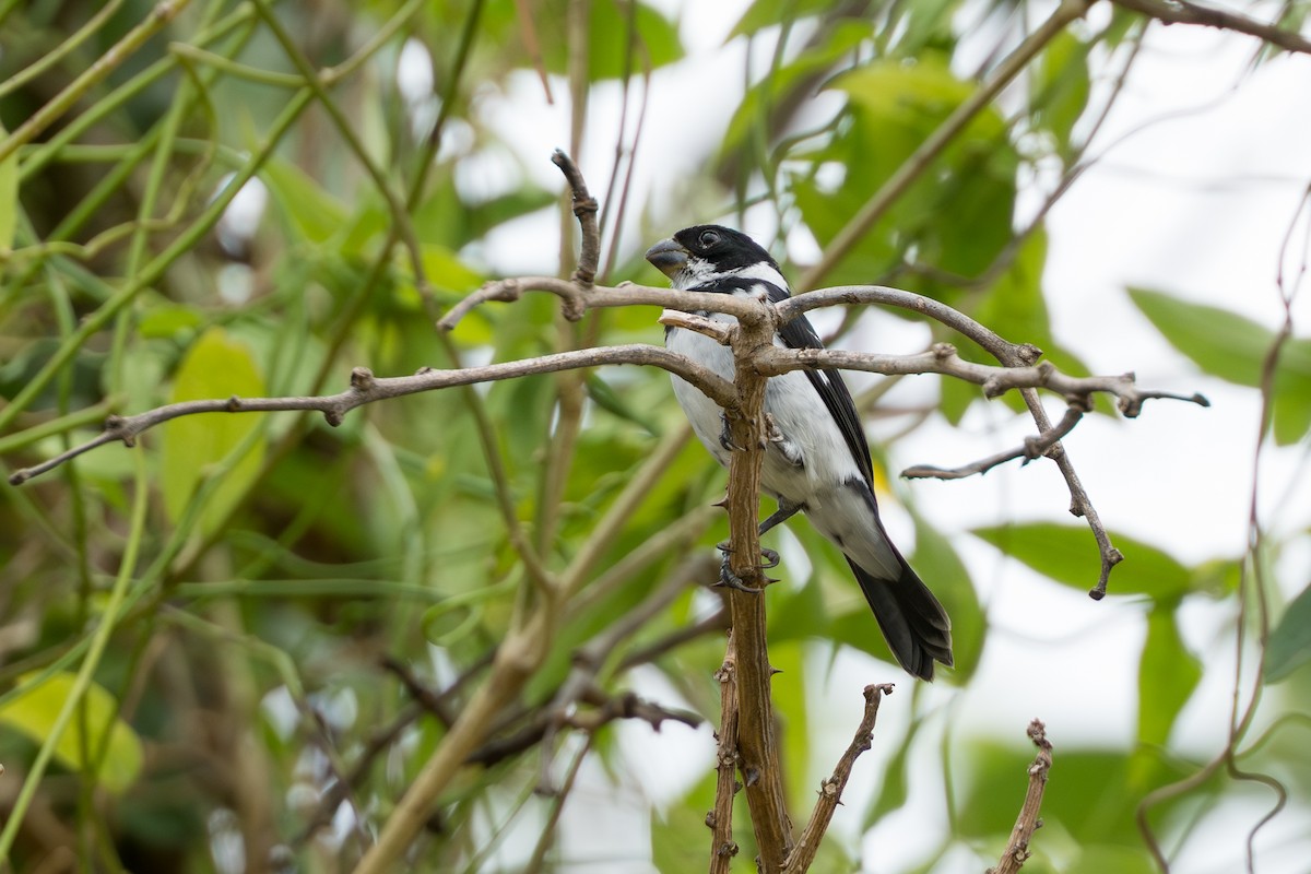 Чёрный просяночник - ML644644487