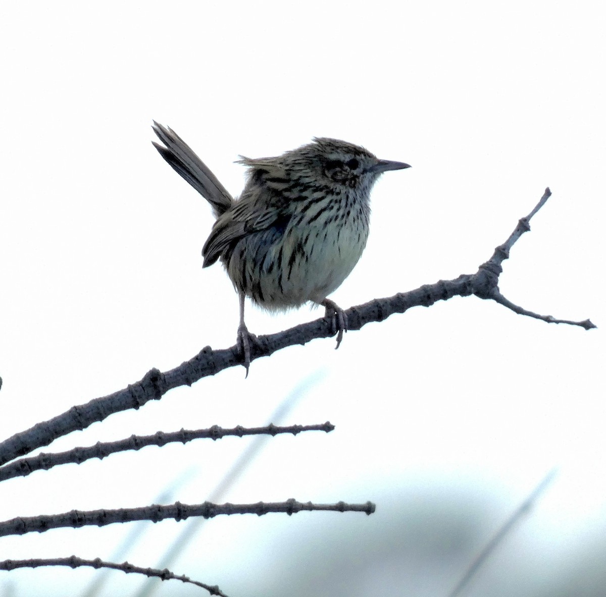 Striated Fieldwren - ML644644490
