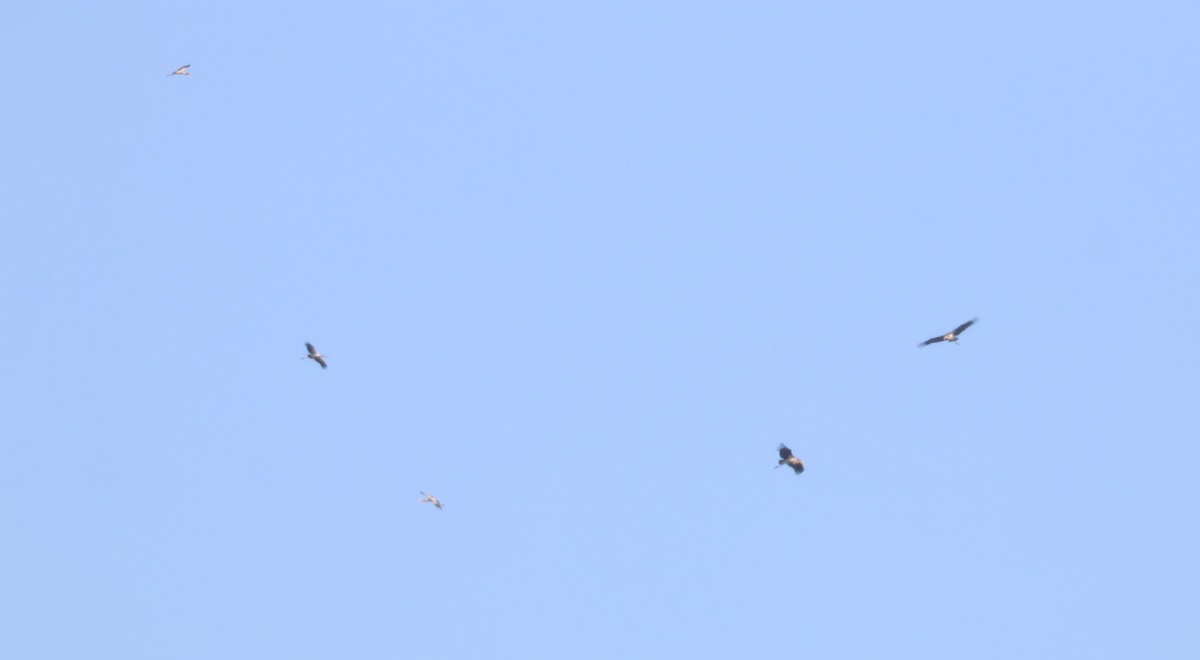 חסידן ורוד - ML644644507