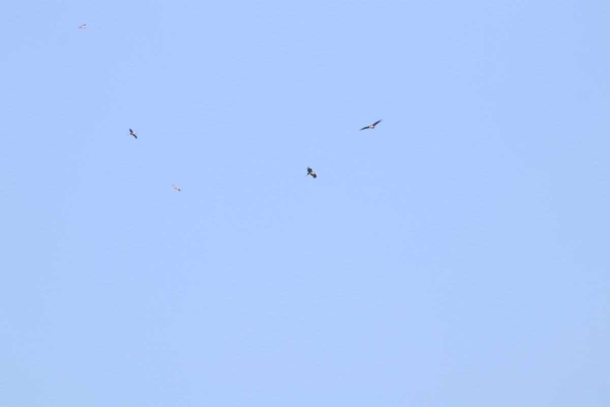 חסידן ורוד - ML644644508