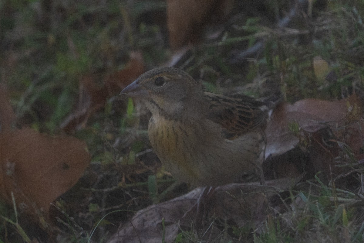 Dickcissel - ML644644518