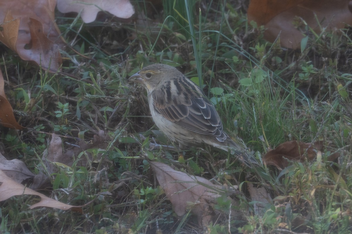 Dickcissel - ML644644520
