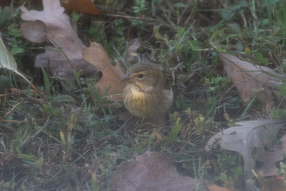 Dickcissel - ML644644521