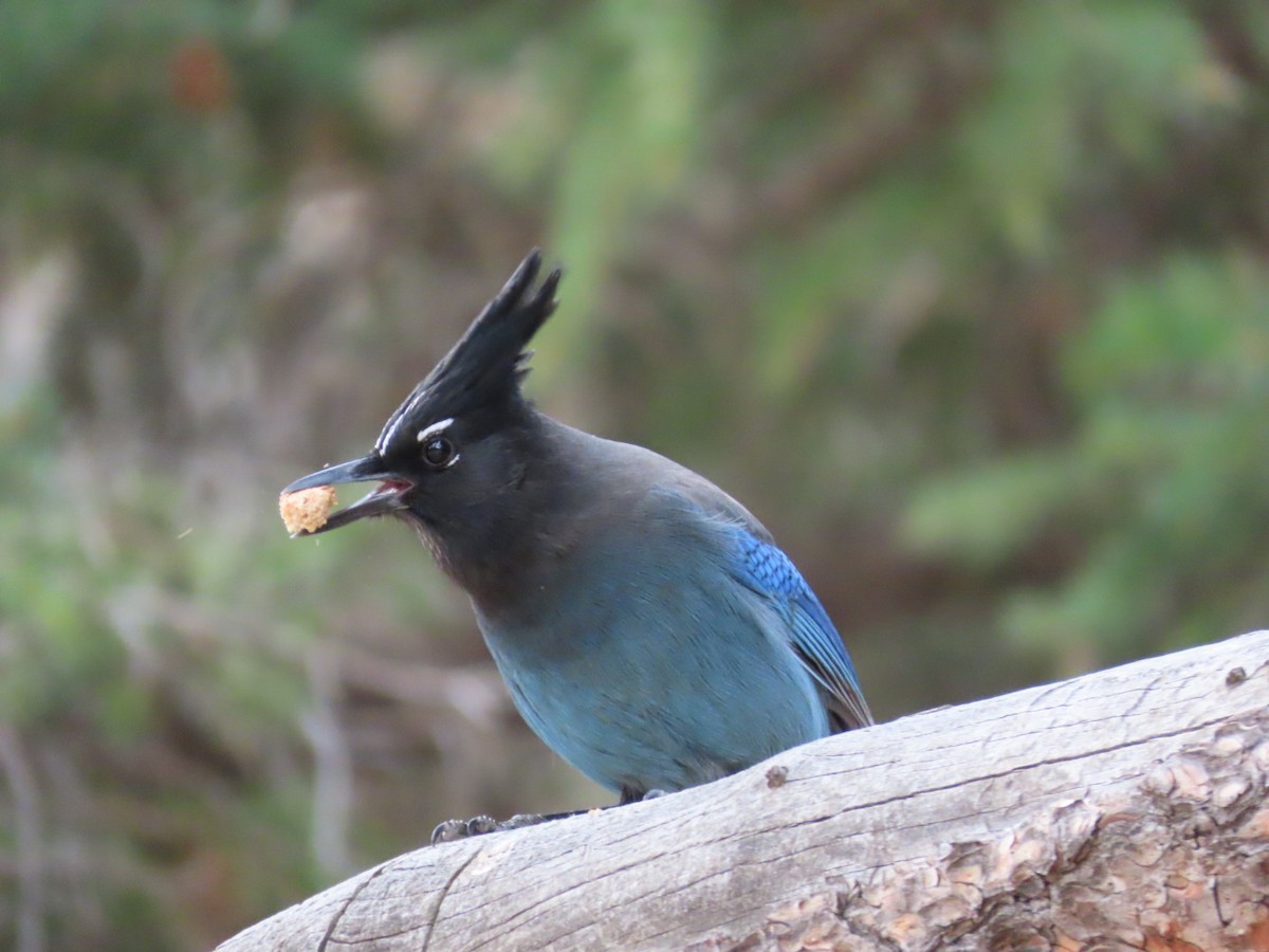 Steller's Jay (Southwest Interior) - ML644644526