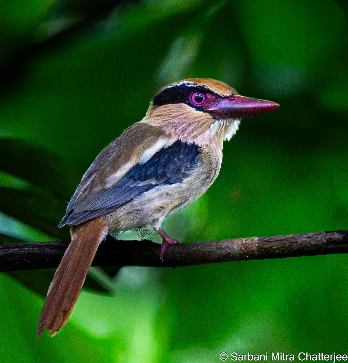 Sulawesi Lilac Kingfisher - ML644644527