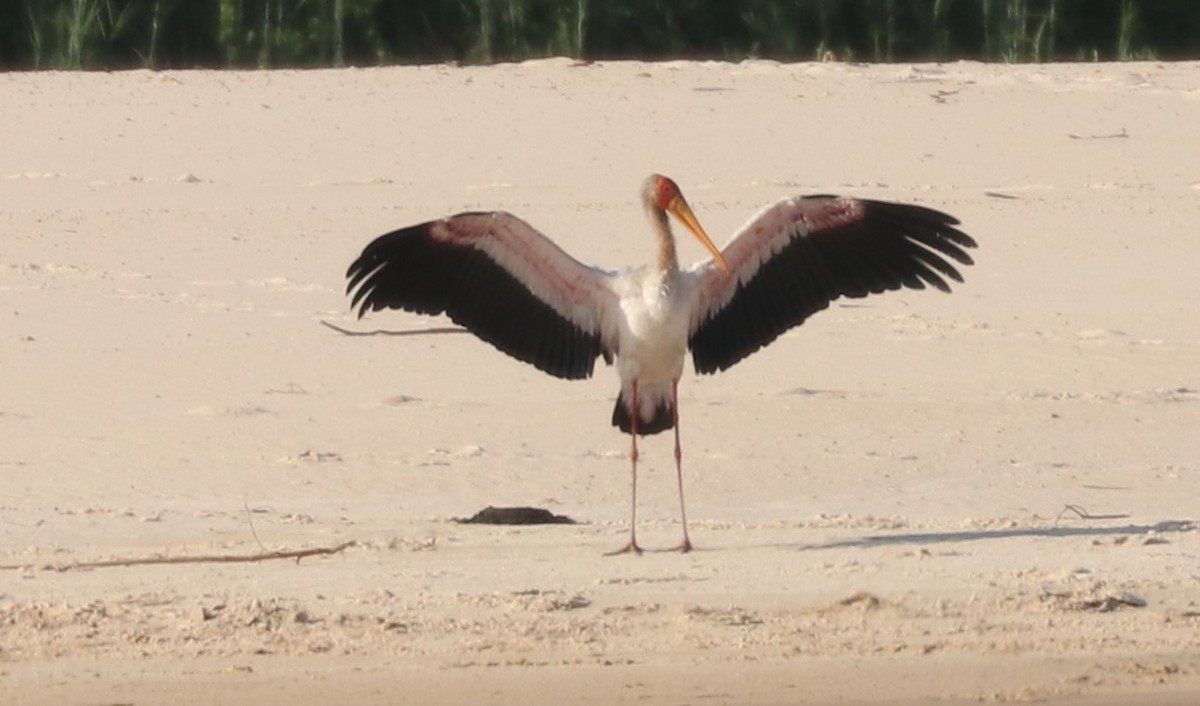 חסידן ורוד - ML644644530