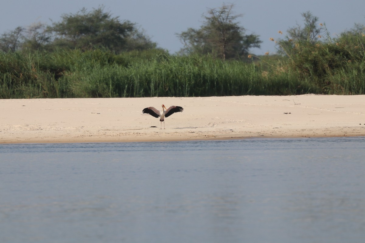 חסידן ורוד - ML644644533