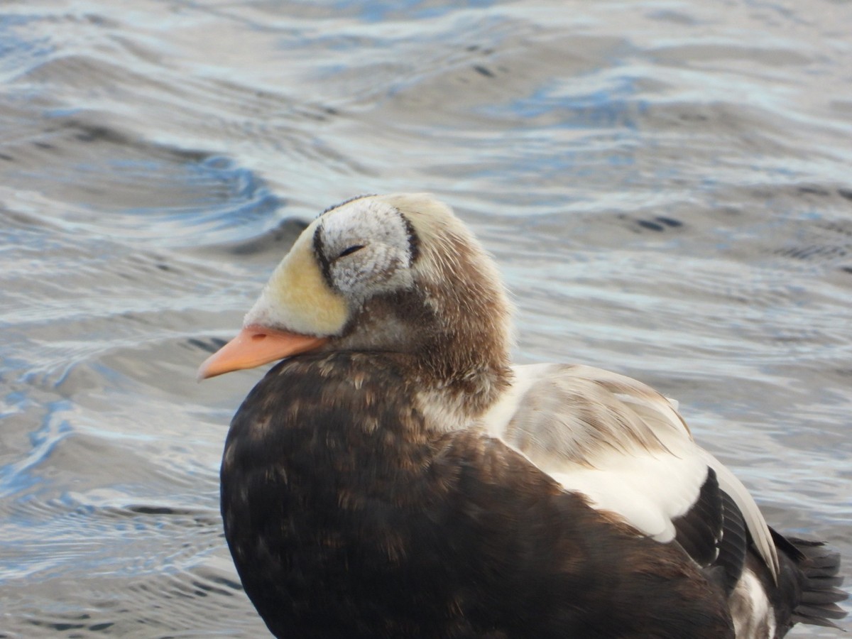 Spectacled Eider - ML644644536