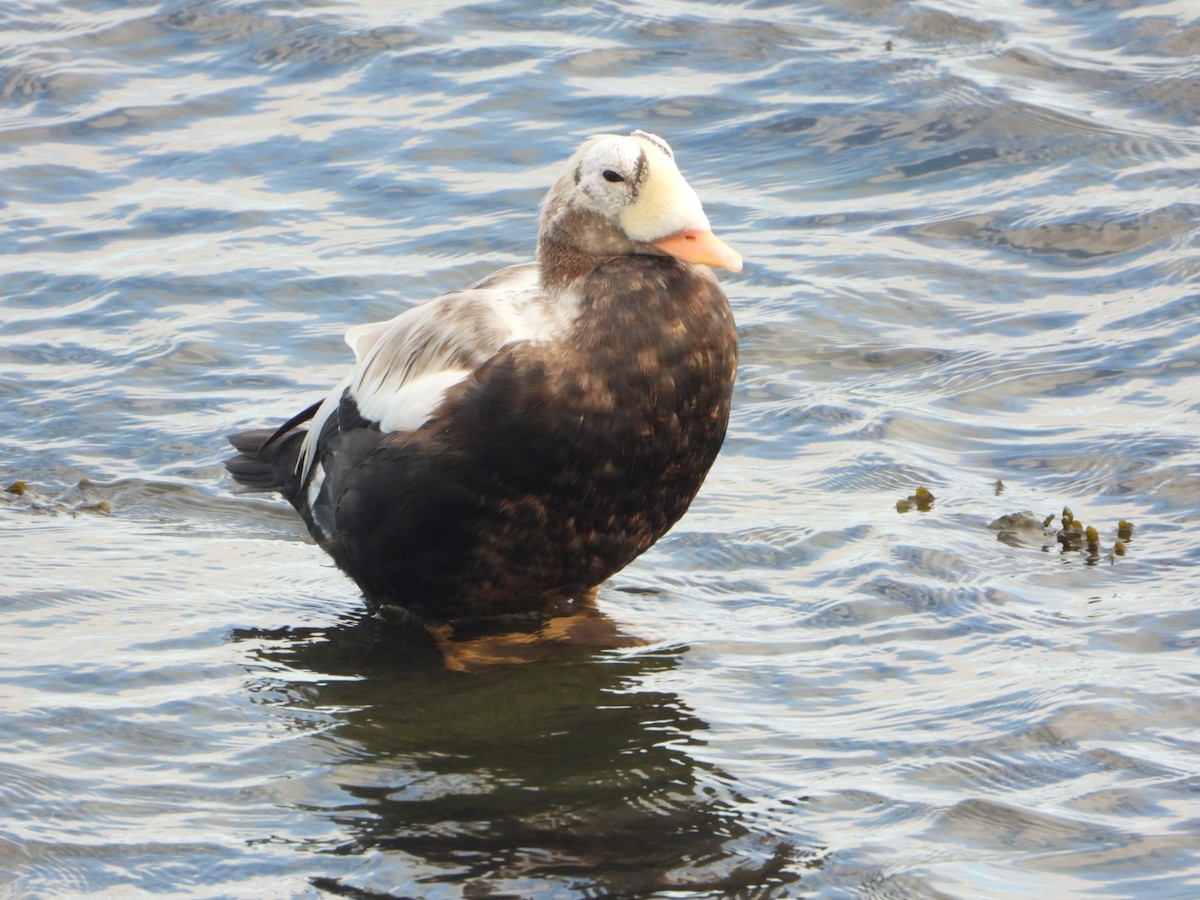 Spectacled Eider - ML644644537