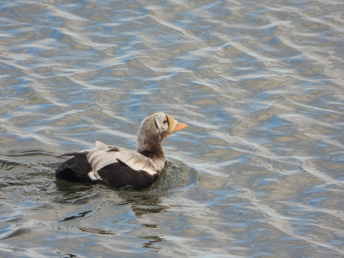 Spectacled Eider - ML644644538