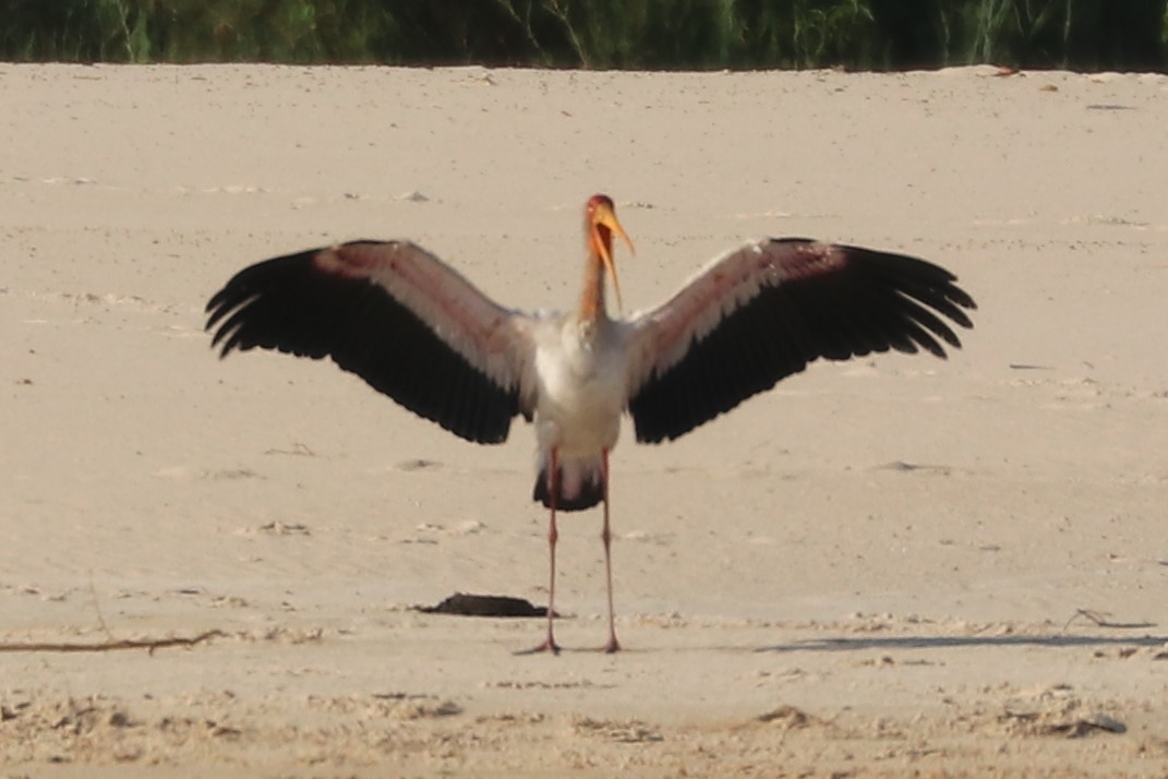 חסידן ורוד - ML644644557