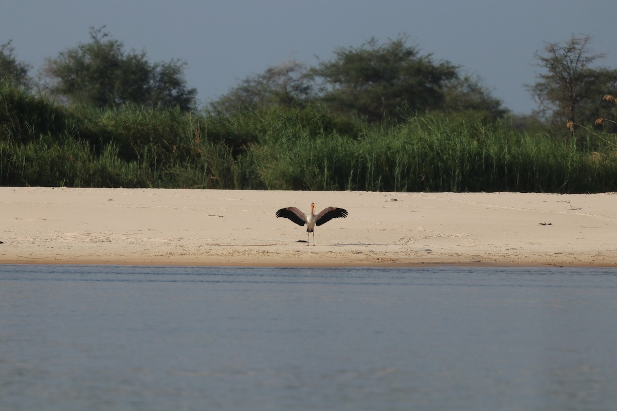 חסידן ורוד - ML644644558