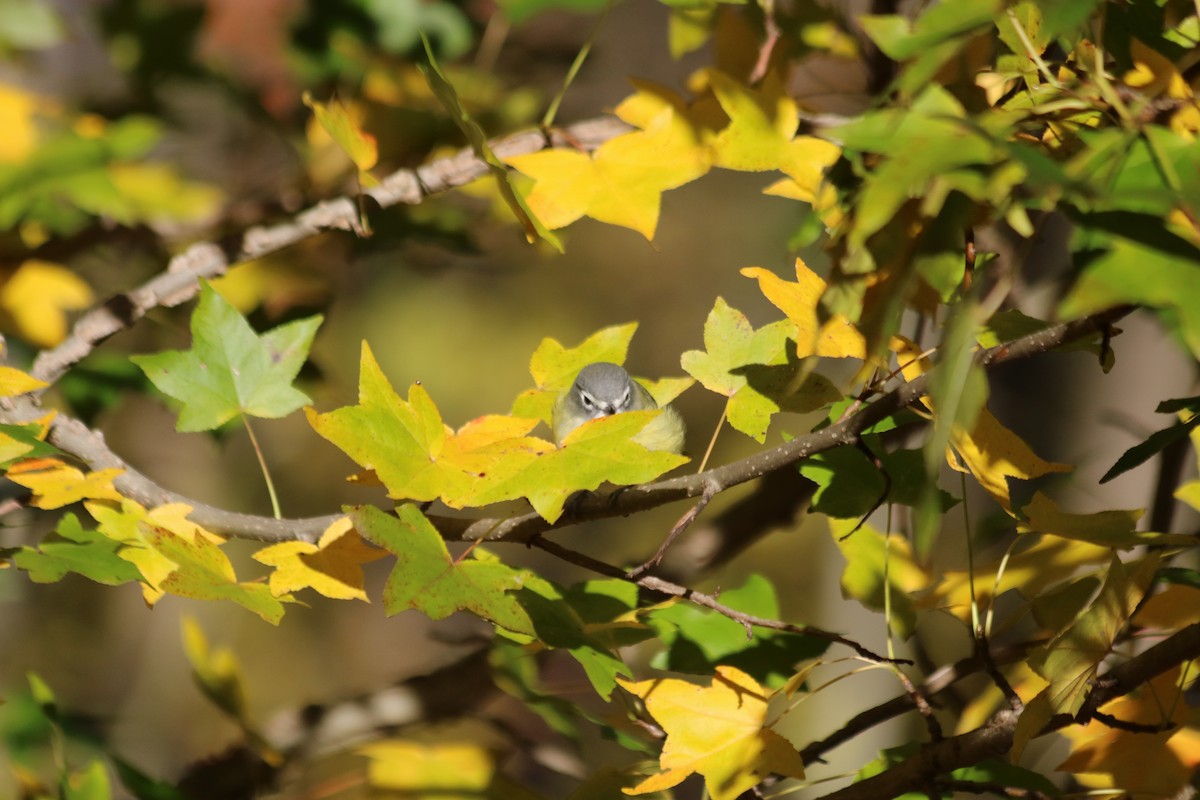 Blue-headed Vireo - ML644644559